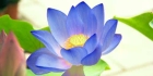 蓝莲花精油和粉莲花精油哪个好闻？
