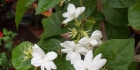 茉莉精油能祛斑吗？茉莉精油祛斑怎么用？