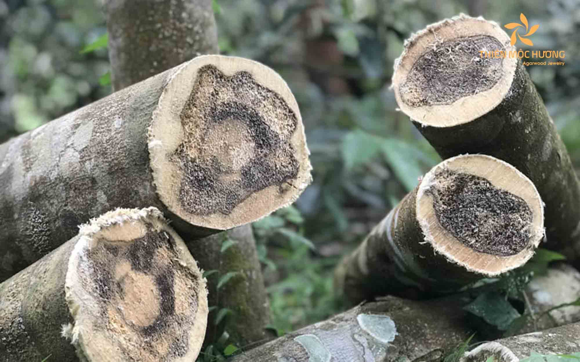 柬埔寨沉香精油功效作用与香味特点解析