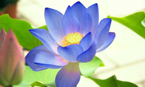 蓝莲花精油和粉莲花精油哪个好闻？