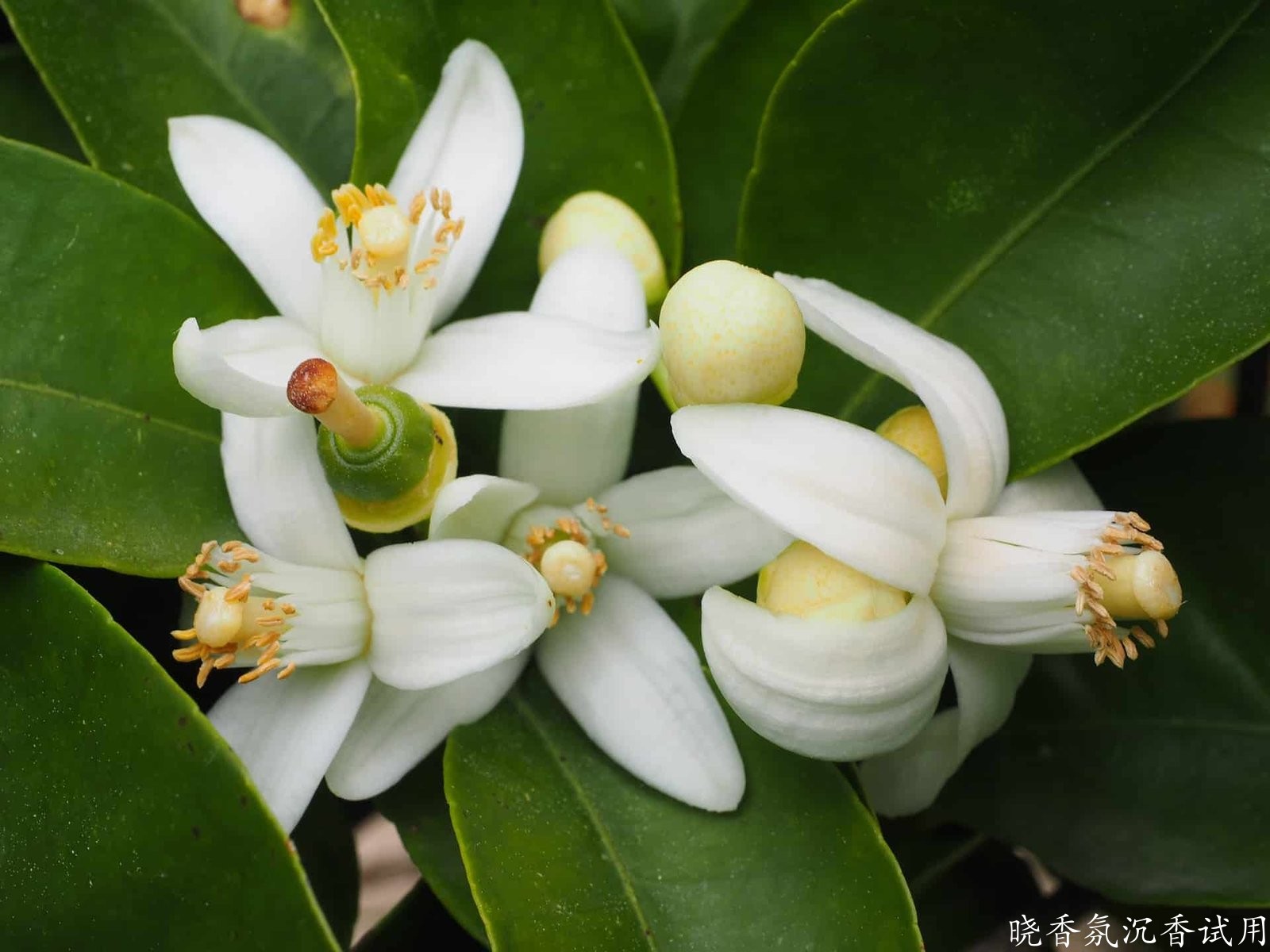 橙花精油和苦橙花精油有什么区别？