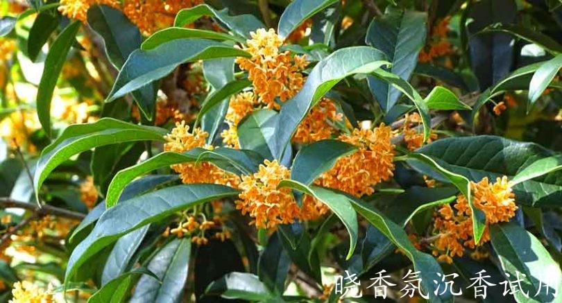 10047桂花.jpg