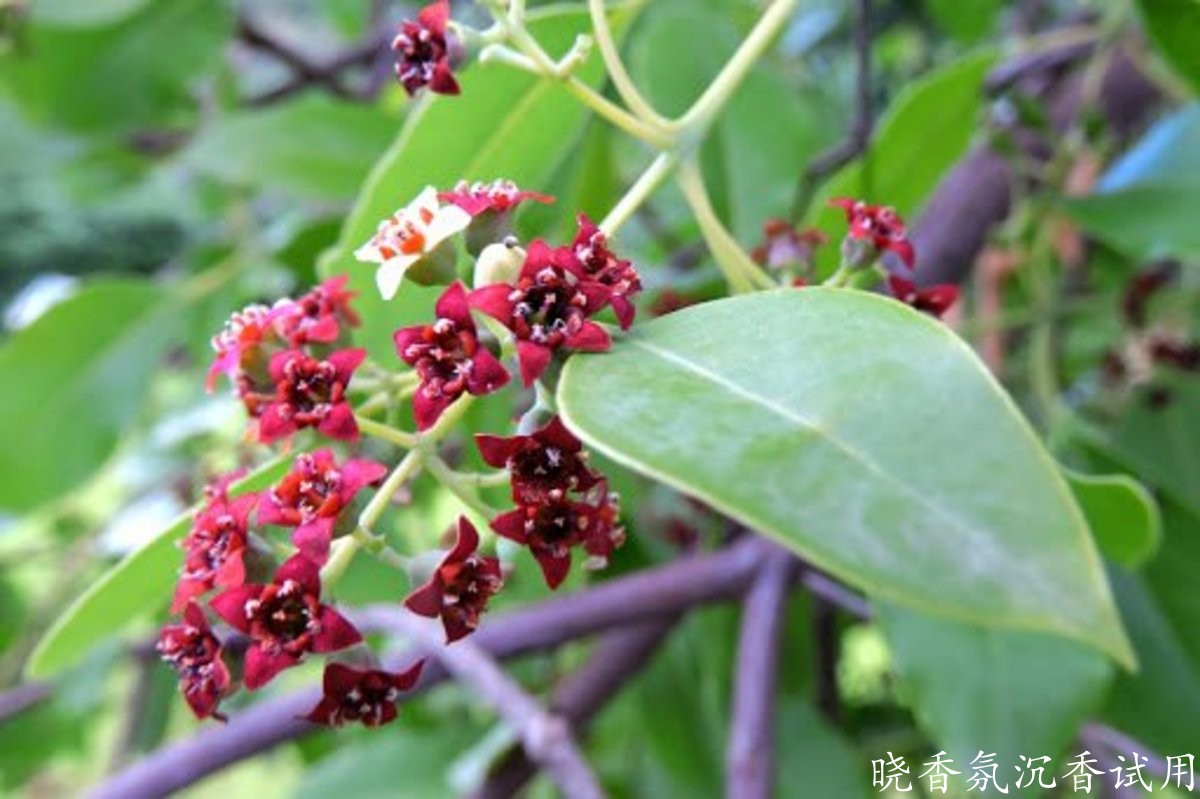 檀香精油和玫瑰精油护肤如何调配？