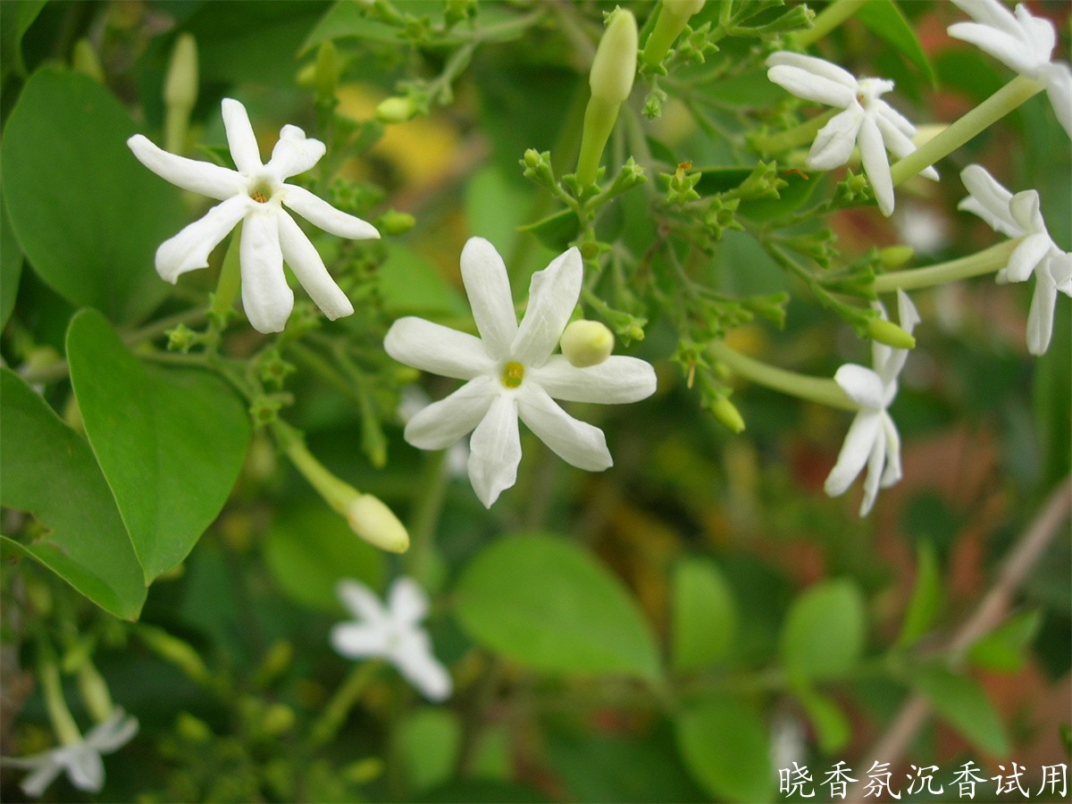 大花茉莉精油与小花茉莉精油的区别