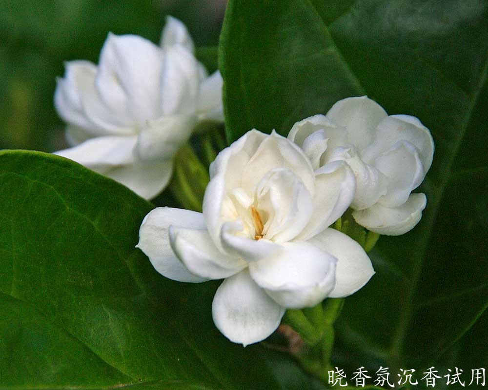 茉莉精油可以直接接触皮肤吗？搭配什么基础油最佳？