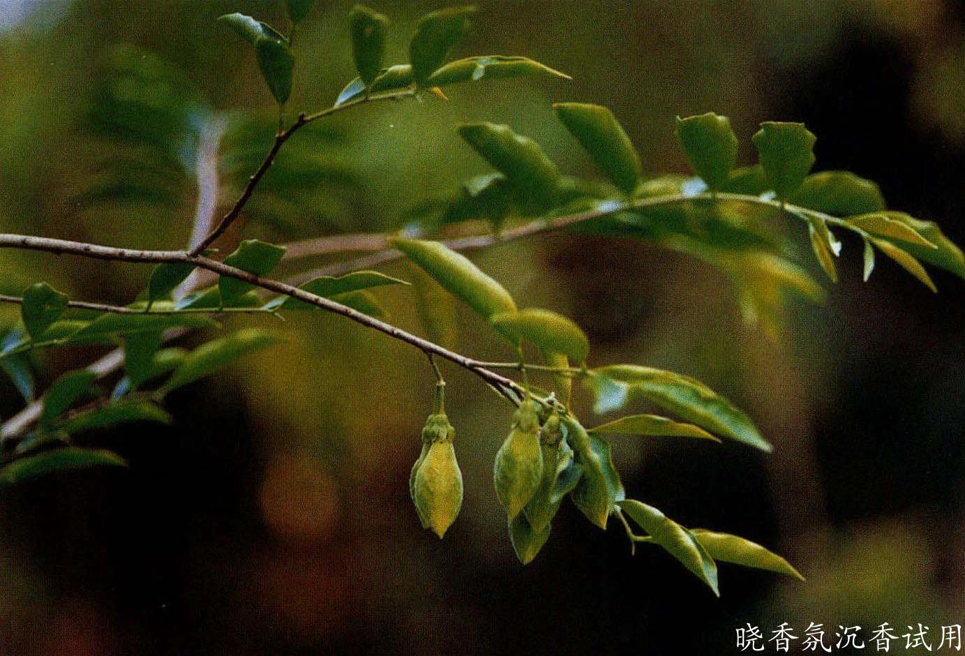 沉香i09223.0105.0[0300845a83f4].jpg
