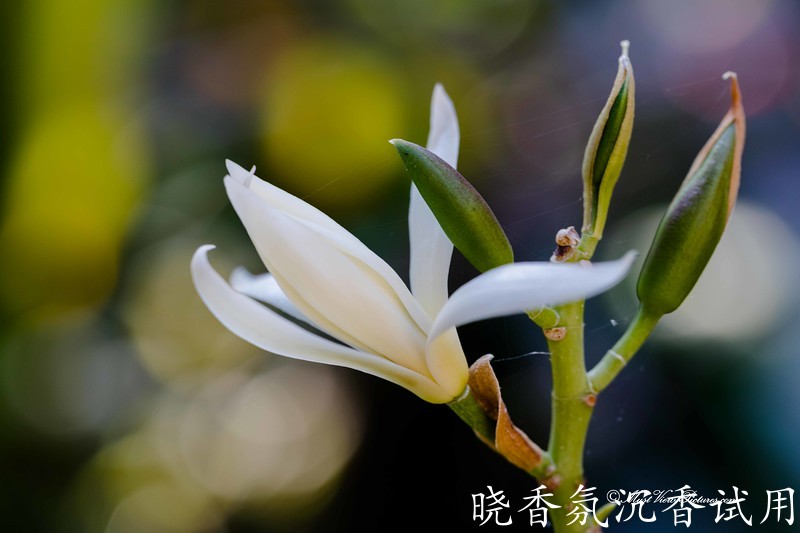 10017白兰花.jpg