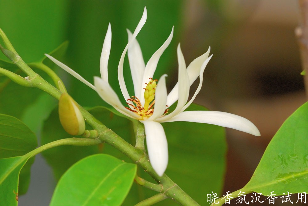 10006白兰花 (1).jpg