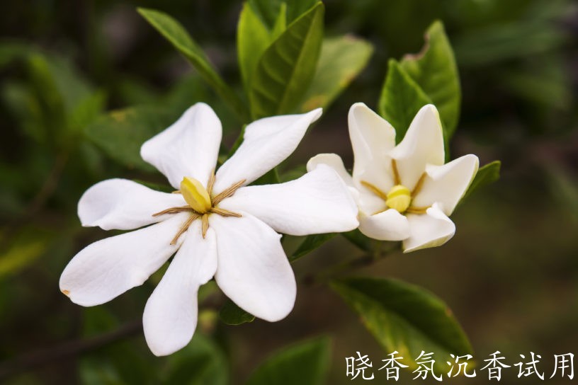 栀子花.jpg